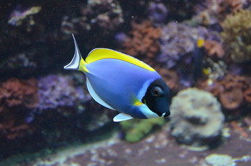 Naklejka na ściany i meble Tropical fish in aquarium