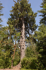 Sitka Spruce, the Quinault Lake Spruce, Lake Quinault Resort, Lake Quinault, Washington, United States. Worlds Largest 1000 year old ancient Spruce Tree, Valley of the Rainforest Giants.