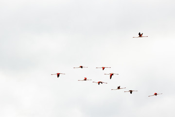 Flamants rose sur l'étang