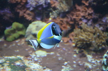 Tropical fish in aquarium