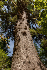 Fototapeta premium Sitka Spruce, the Quinault Lake Spruce, Lake Quinault Resort, Lake Quinault, Washington, United States. Worlds Largest 1000 year old ancient Spruce Tree, Valley of the Rainforest Giants.