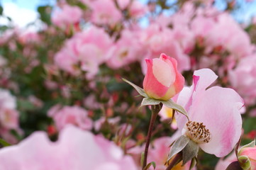 Fototapete bei efototapeten.de bestellen   