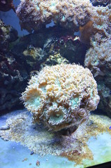 Coral in the Berlin Aquarium, Germany