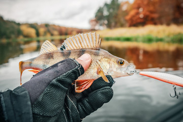 Fish caught in the autumn on the river.