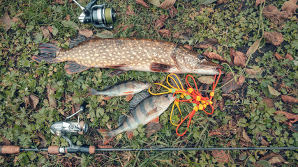 Fish caught in the autumn on the river.