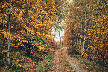 The road among the autumn trees.