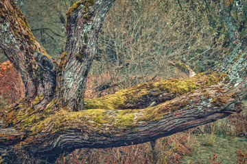 Moss grows on a tree trunk in the fall.