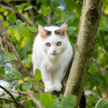 white cat between fresh green leaves of apple tree