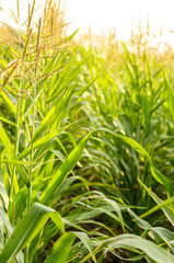 Maize corn green field summer time. Agriculture industrial background