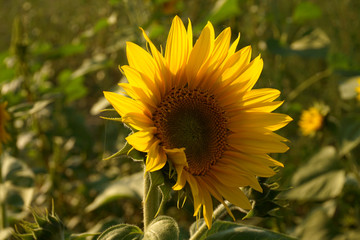 Sonnenblume