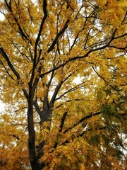 tree in autumn