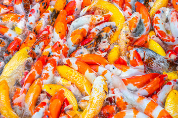 Fancy carp, Koi fish, Mirror carp (Cyprinus Carpio) are swimming and diving in the pond