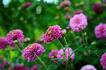 Beautiful of Chrysanthemum pink flowers in garden.