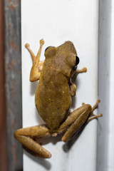 Gray tree frog