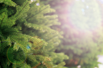 Green spruce - christmas tree. Defocus. Background for design.