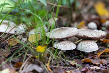 Mushrooms growing on wood in forest