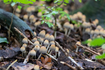 Mushrooms growing on wood in forest