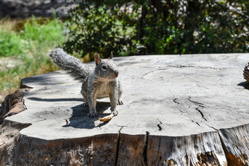 Squirrel in Yosemite National Park