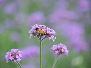 bee on flower