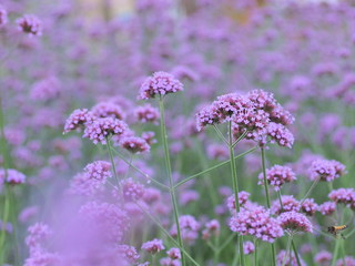 purple flowers in the garden