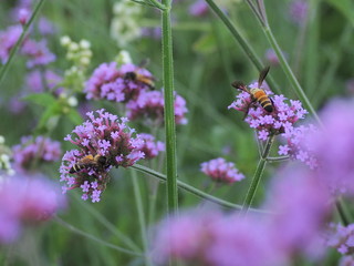 bee on flower