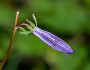 flower bud of bell flower