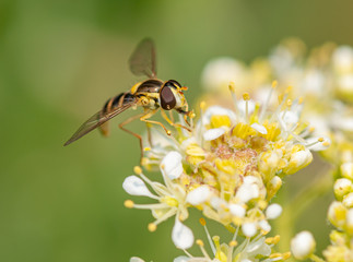 hoverfly on white blossom