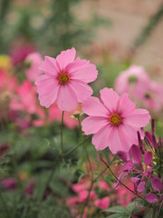 Obraz premium flowers in garden