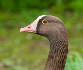 portrait of a goose