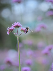 bee on flower