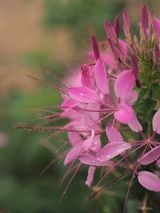 pink flower in garden