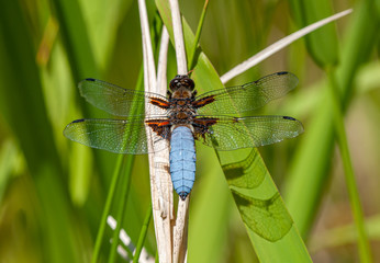 grey blue dragonfly sitting on reed