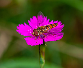 hoverfly on small violet flower