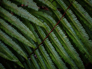 Forked ferns (Hicriopteris chinensis, which belongs to the family Gleicheniaceae)  fronds leaves and branches
