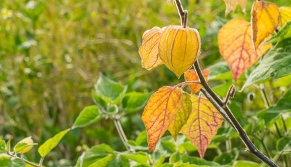 peruvian physalis or golden berry in a field outdoor