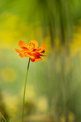 Obraz premium Orange flower isolated against bokeh background