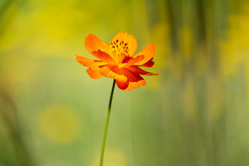 Orange flower isolated against bokeh background
