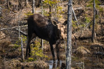 Spring Moose In Algonquin Park, Canada.
