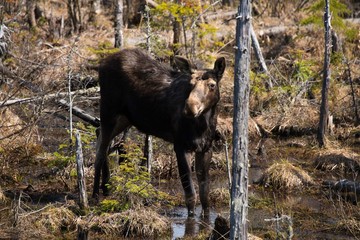 Spring Moose In Algonquin Park, Canada.