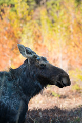 Algonquin Park Moose In Spring.