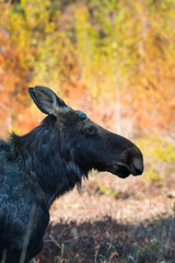 Moose In Spring, Algonquin Provincial Park.