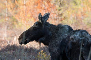 Algonquin Moose In Springtime