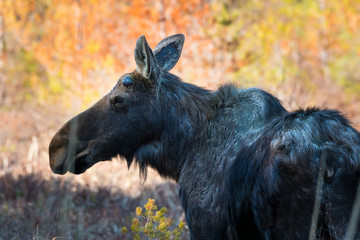 moose portrait In algonquin park.