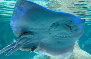 Naklejka premium Marine Aquarium Natural Life Blue Water Stingray