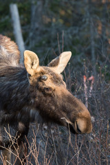 Spring Moose In Algonquin Park, Canada.