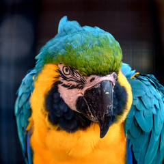 Natural Park Reserve Big Bird Macaw Ara Parrot 