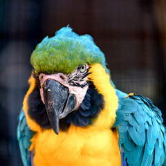 Natural Park Reserve Big Bird Macaw Ara Parrot 