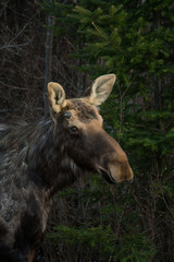 Moose In Algonquin Park