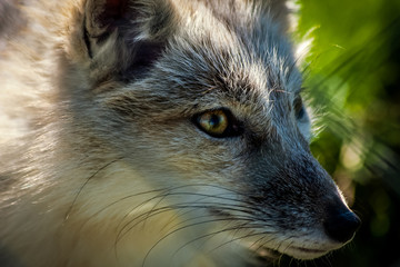 Corsac Fox extreme close up