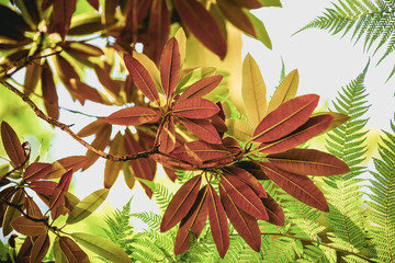 Autumnal leaves isolated against the sky